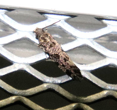 Amydria margoriella