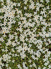 Pimelea pygmaea