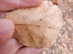 Macrodiplosis majalis