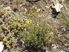 Teucrium gnaphalodes