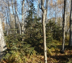 Picea jezoensis jezoensis