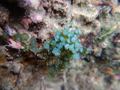 Caulerpa chemnitzia