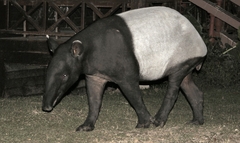 Tapirus indicus