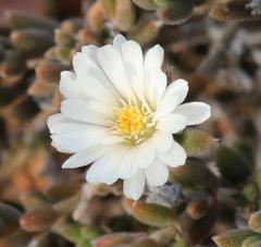 Trichodiadema attonsum