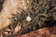 Trichodiadema attonsum