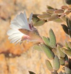 Trichodiadema attonsum