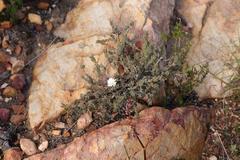 Trichodiadema attonsum