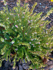 Delosperma cooperi