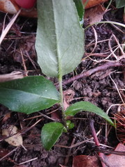 Hieraciinae