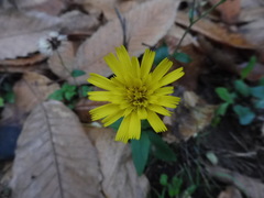 Hieraciinae