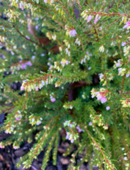 Delosperma cooperi