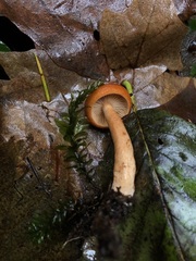 Lactarius subflammeus