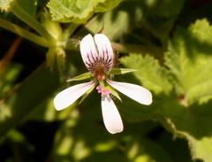 Pelargonium dispar