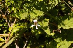 Pelargonium dispar