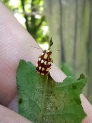 Metallactus quindecimguttatus