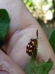 Metallactus quindecimguttatus