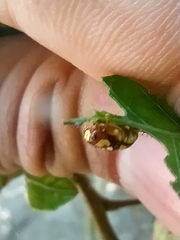 Metallactus quindecimguttatus