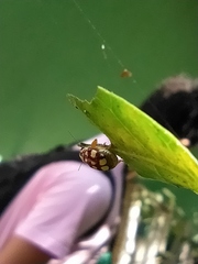 Metallactus quindecimguttatus