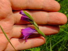 Gladiolus