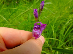 Gladiolus