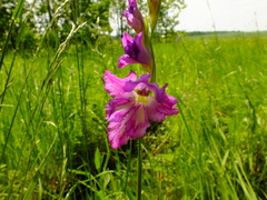 Gladiolus