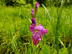 Gladiolus