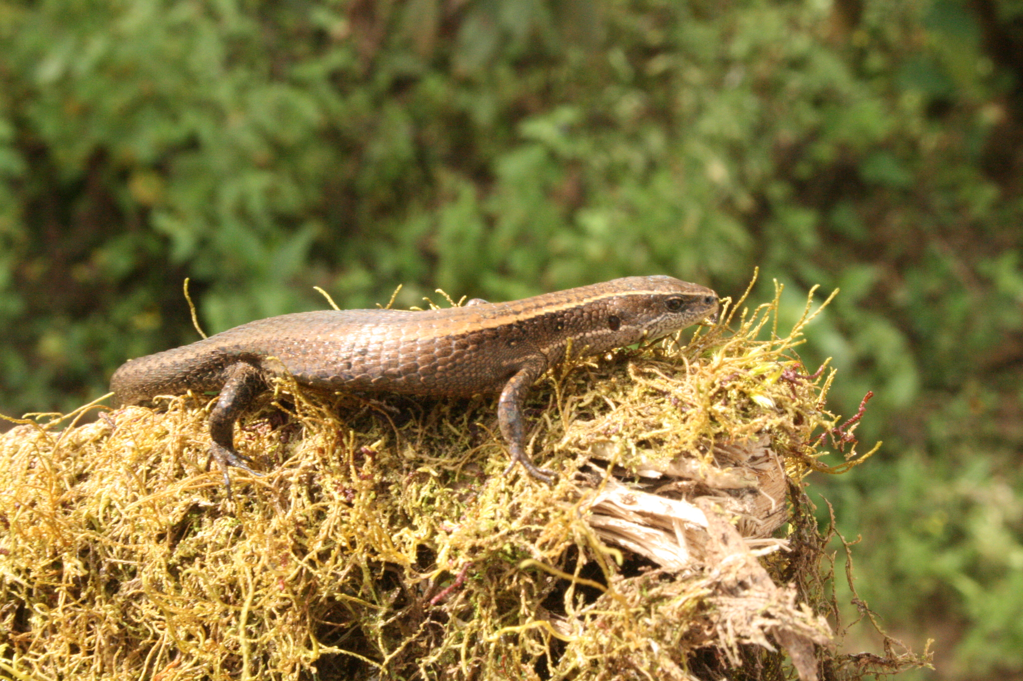 Macropholidus montanuccii image