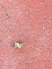 Paropeas achatinaceum