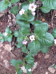 Stenandrium mandioccanum