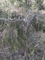 Allocasuarina torulosa