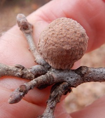 Disholcaspis pruniformis