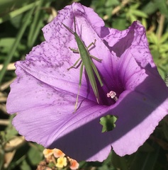 Atractomorpha similis