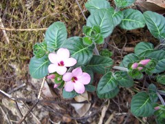 Stenandrium mandioccanum