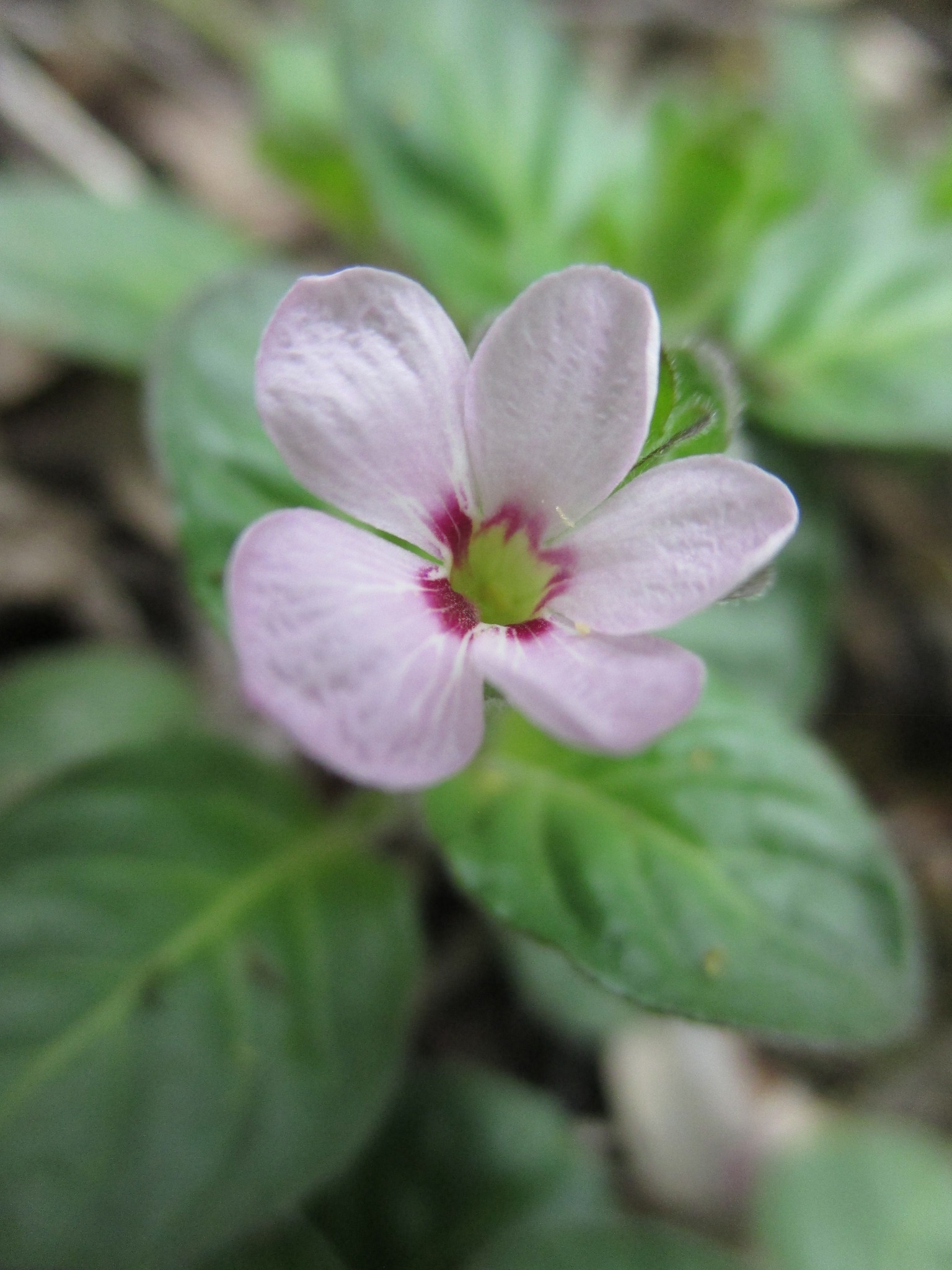 Stenandrium mandioccanum image