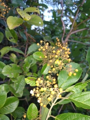 Dilleniaceae