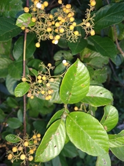 Dilleniaceae