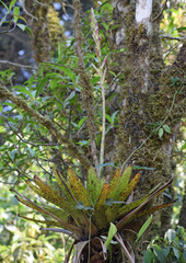 Tillandsia stenoura