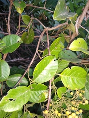 Dilleniaceae