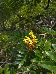 Cassia leiandra
