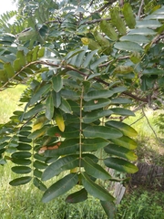 Cassia leiandra