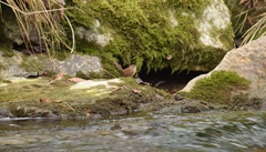 Troglodytes troglodytes