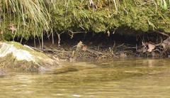 Troglodytes troglodytes