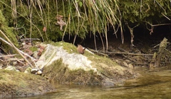 Troglodytes troglodytes