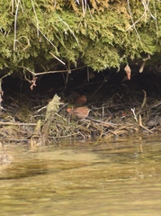 Troglodytes troglodytes