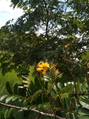 Cassia leiandra