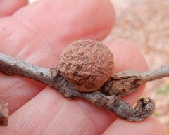 Disholcaspis pruniformis