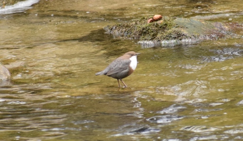 Mirlo acuático europeo (Cinclus cinclus)
