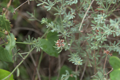 Angiospermae