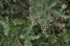 Angiospermae