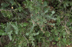 Angiospermae